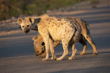 Wandcirkels aluminium Spotted hyena in the road © Boshoff