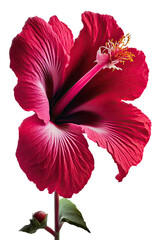 a hot pink hibiscus flower photo style, summer, decorative floral illustration, transparent background, png, horizontal, vertical, floral, tropical, generative ai