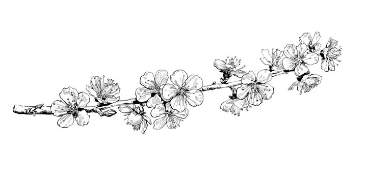 Hand drawn cherry blossom branch. Black and white sketch of sakura flowers. Vector illustration.
