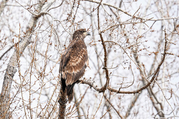 Bald Eagle - Cottowood trees
