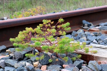 Detail of an old overgrown railway