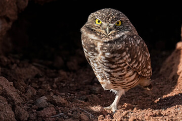Burrowing Owl