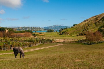 Horse grazing in a field with a lake in the background in New Zealand, Porirua City near Wellington