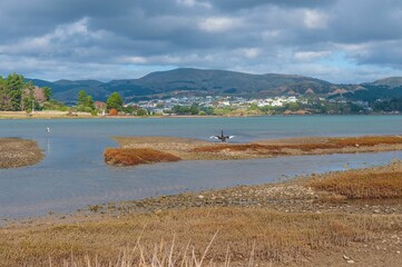 Fototapeta na wymiar Bird landing on the small sand island in the lake in New Zealand, Porirua City near Wellington