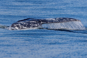 Obraz premium Gray Whale