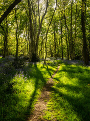 A Spring morning in an English woodland and a path winds its way past a carpet of Bluebells