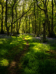 Obraz premium A Spring morning in an English woodland and a path winds its way past a carpet of Bluebells
