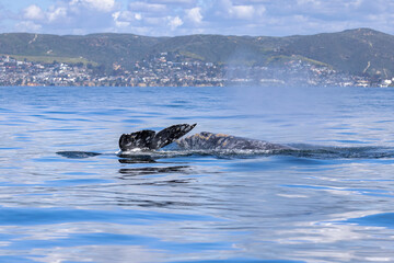 Gray Whale