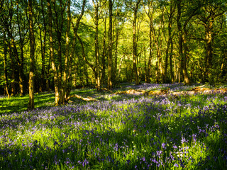 Obraz na płótnie Canvas A Spring morning in an English woodland and a path winds its way past a carpet of Bluebells