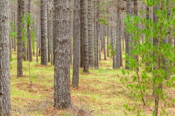 Beautiful shot of trees growing in the forest