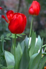 red tulips in the garden