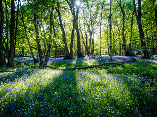 A Spring morning in an English woodland and a path winds its way past a carpet of Bluebells