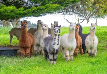 Group of colorful Huacaya alpacas breeds llamas on the green grass. © Philip Armitage/Wirestock Creators