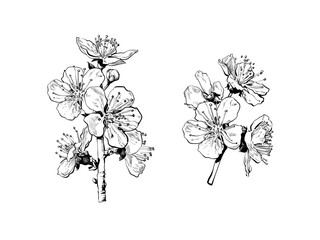 Hand drawn cherry blossom flowers. Black and white sketch of blooming sakura branches. Vector illustration.