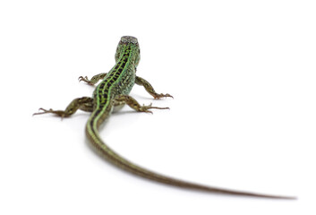 One green lizard.
