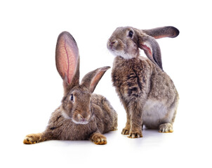 Obraz premium Two gray rabbits.