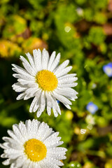 Obraz premium Vertical closeup shot of two daisies (Matricaria) with dew drops