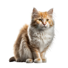 Fototapeta premium Cat isolated on white, transparent background, PNG, generative ai 