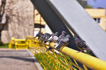 Closeup shot of perched common pigeons (Columba livia)