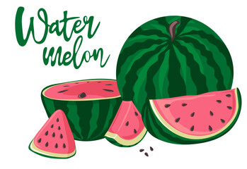 Watermelons, whole, half and slices. Green striped berry with red pulp and brown seeds. Vector illustration