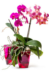 Phalaenopsis orchid bush in a pot on white background