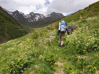 Backpacker nature walkers walking through yellow flowers in Kaçkar Mountains