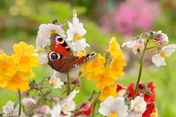Schmetterling 1049 © K.-U. Häßler