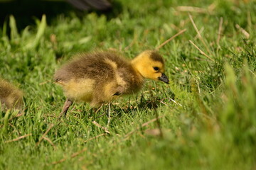 Gosling in the grass