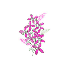 Matthiola branches. Design for invitations and greeting cards. Hand drawn border with pink flowers on white background.