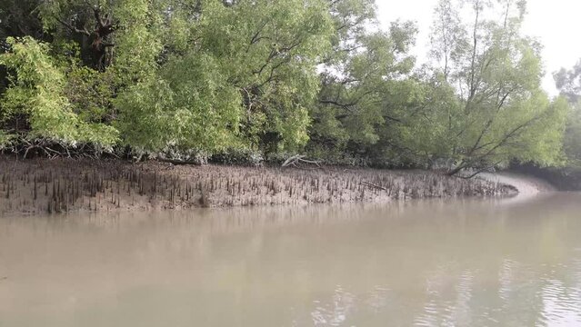 A canal in Sundarbans.high resolution 4K footage of  Sundarbans National Park without editing.this  video was taken from Sundarbans,Bangladesh.
