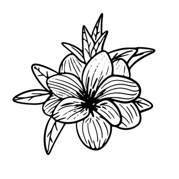 Vector artistic pen and ink sketch doodle drawing illustration of simple flower in bloom.