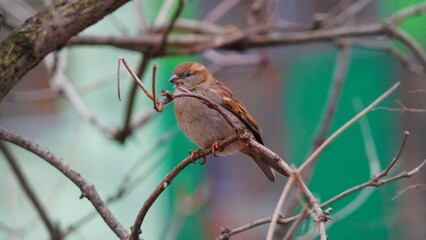 sparrow on a branch