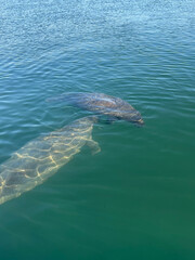 Fototapeta premium two manatees swimming in Florida water