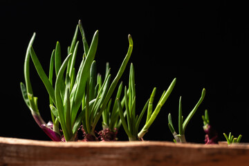 Growing green onions in wooden box on black background. Home gardening. Cultivation of onions for kitchen needs.