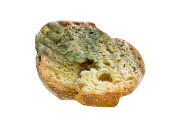Moldy bread slice on a transparent background