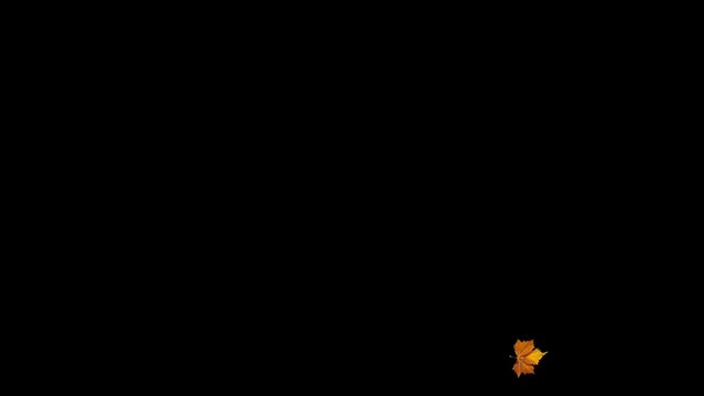Fall. One maple leaf lies on the ground and is swaying in the wind in slow motion. Autumn. End of summer. Loneliness, sadness concept. Beautiful nature. September, october video