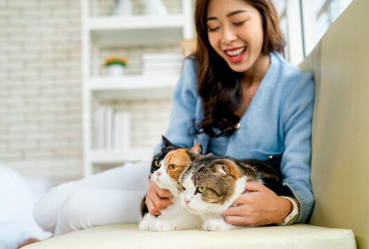 Close up view two lovely cats are fun played by pretty Asian woman sit on sofa with day light and she look happy by smiling.
