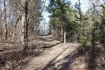 The empty trail in the forest on a sunny day.
