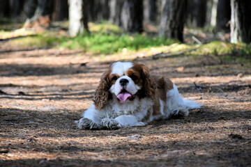 Cavalier King Charles Spaniel