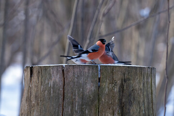 one bullfinch against other bullfinches close to it so that many wings are visible from behind the...
