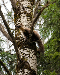 a cute forest marten sitting on a branch against a light tree trunk in a sunny spring forest with a blurred background
