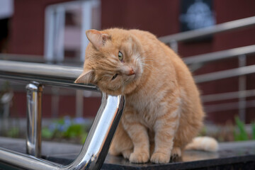 Big cute fluffy fat street male red tabby cat is sitting on tiles in funny pose with the head tilted to the chrome-plated handrail and blurred background
