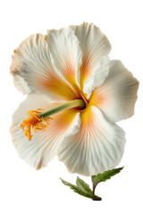 Fototapeta na wymiar white and orange hibiscus flower photo style, spring, decorative floral illustration, transparent background, png, horizontal, vertical, floral, tropical, generative ai