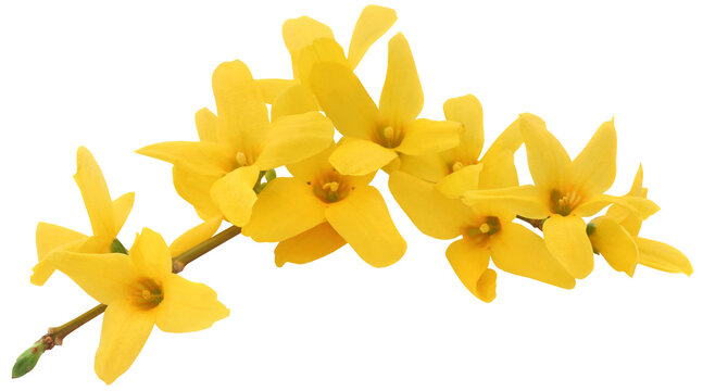 Forsythia spring flower