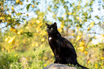 Black cat is in the lemon grove, Italy, Sicily