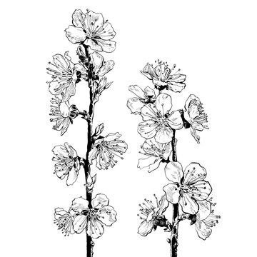Hand drawn cherry blossom branches with flowers. Black and white sketch of sakura flowers. Vector illustration.