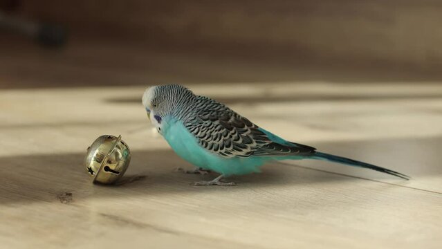 Blue wavy parrot play with round Bell For Christmas on floor interior