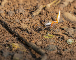 Fiddler Crab in a forest