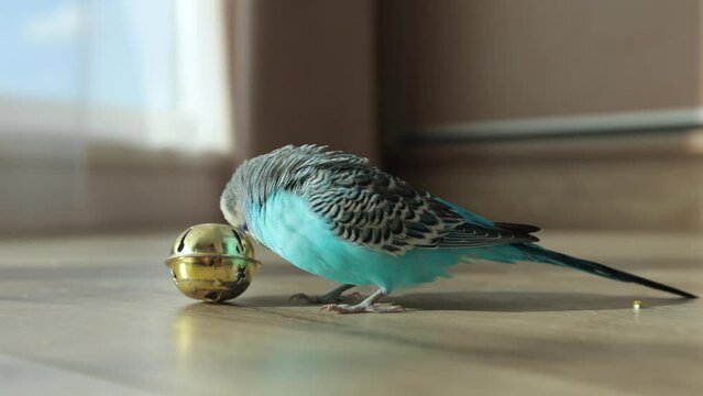 Blue wavy parrot plays with round mirror ball on floor in cozy interior during daylight