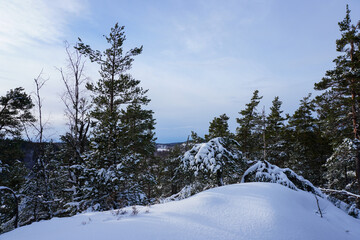 snow covered trees